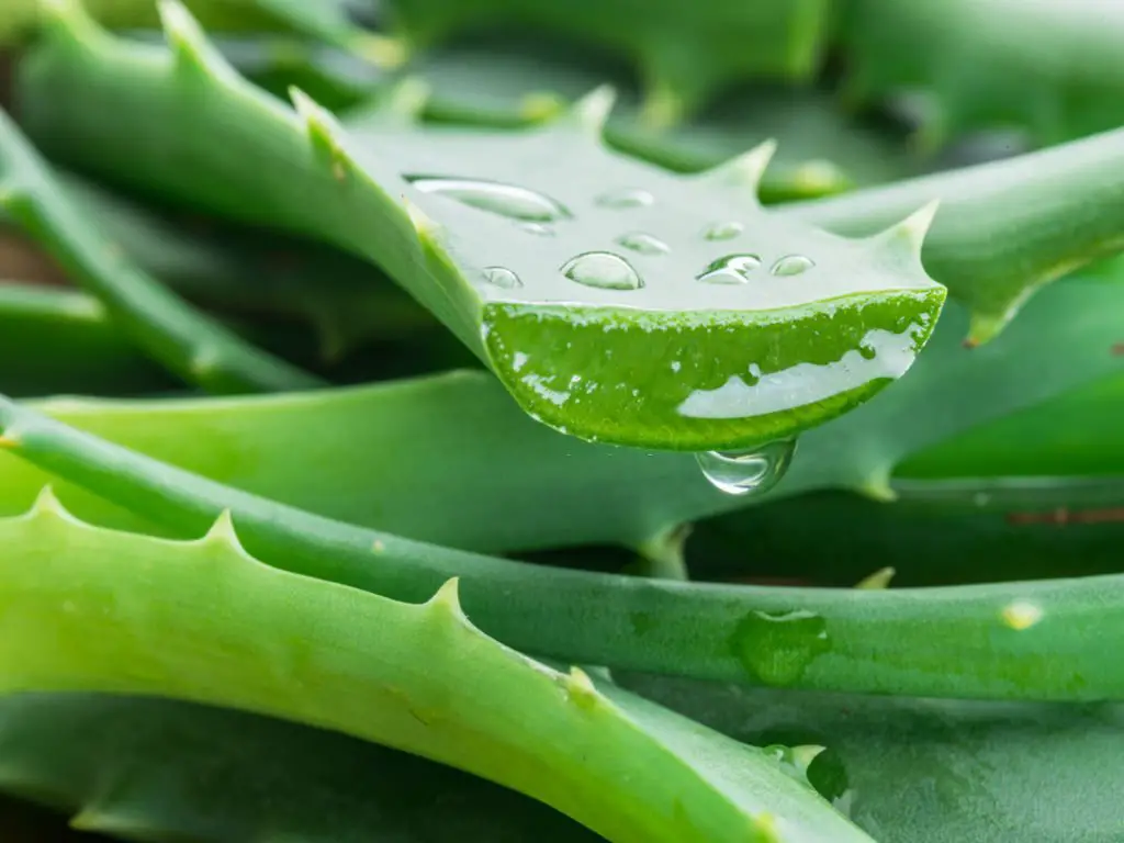 Aloe Vera is a plentiful source of powerful enzyme