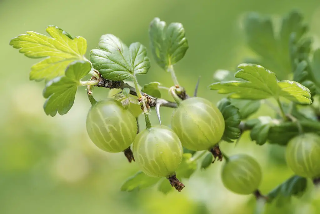 Gooseberries are the rich source of vitamin c