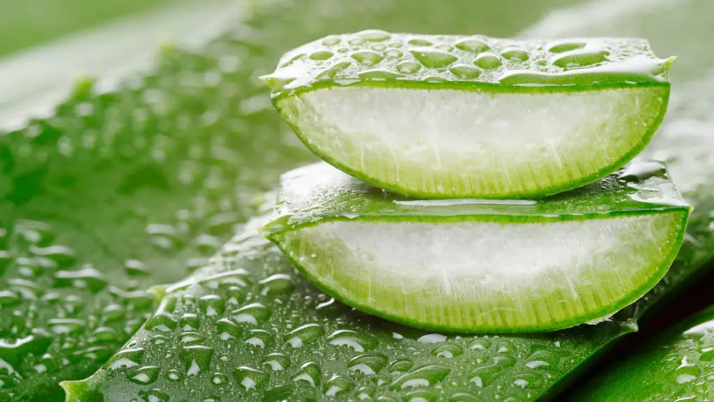 Many researchers have found that Aloe Vera
