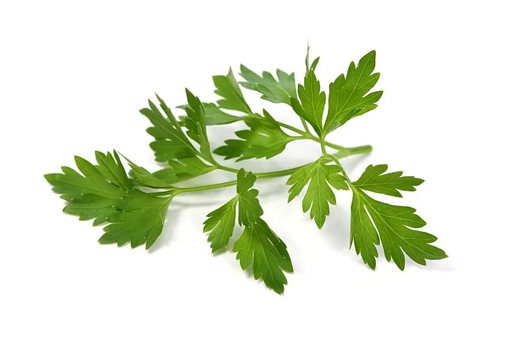 Parsley leaf can give you immediate relief