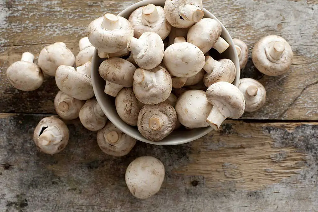 Why the mushrooms recipes