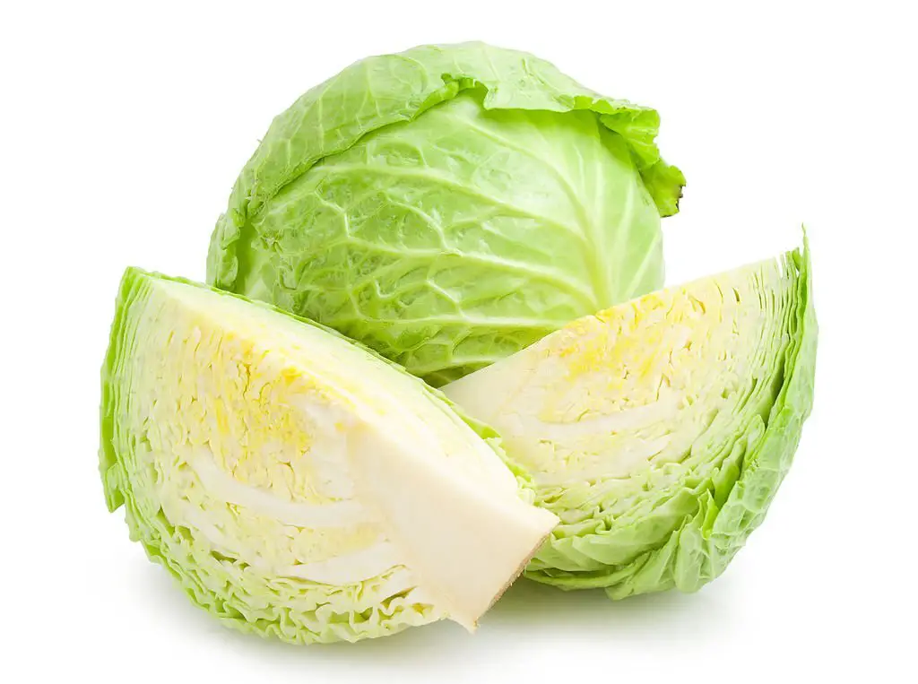 Cabbage is a rich source of phytochemic