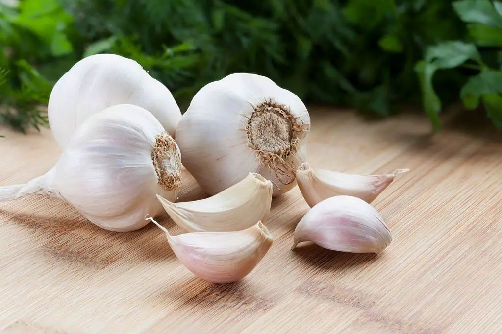 Antibacterial properties of garlic