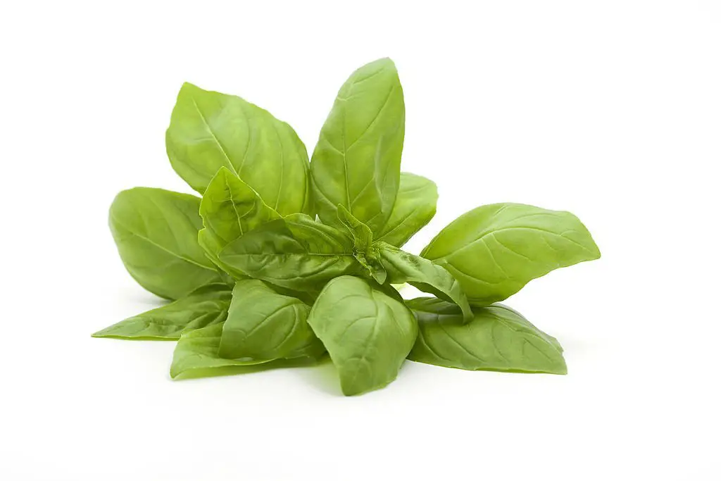 Basil is an excellent herb in fighting food poison