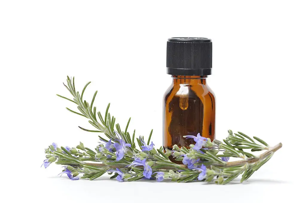 Rosemary can be an intensive treatment
