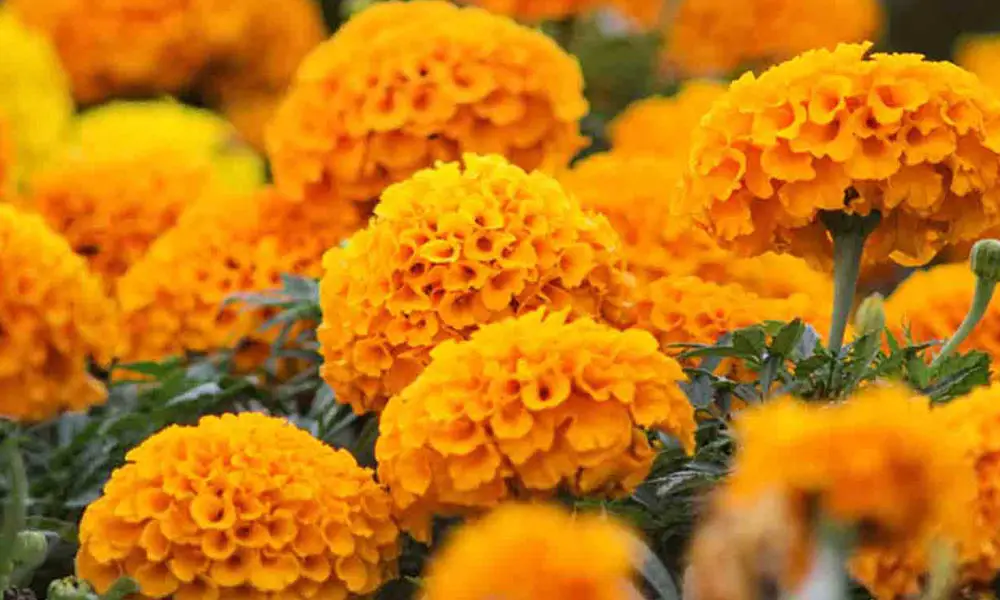 Benefits of marigold
