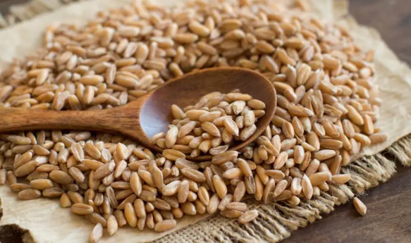 Whole Grain Benefits