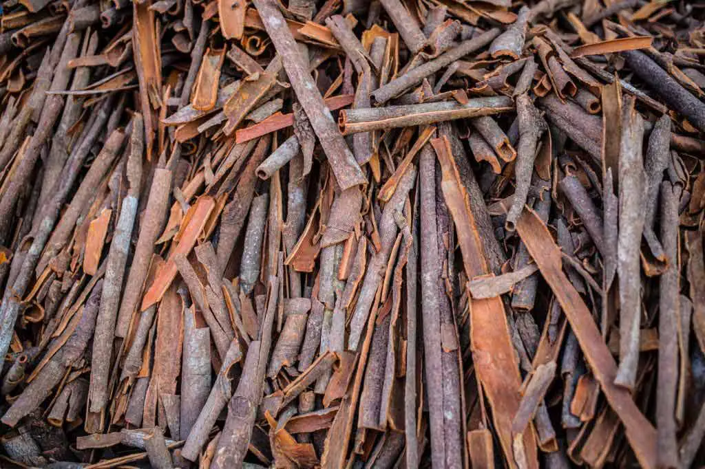 What does cinnamon look like