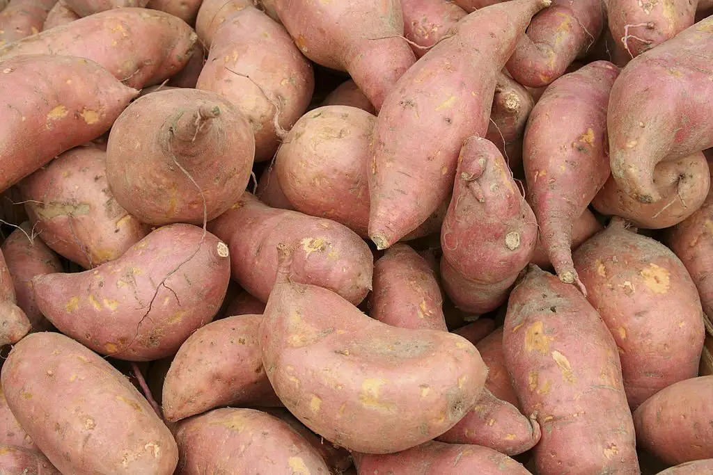 Choosing and Storing of Sweet Potato