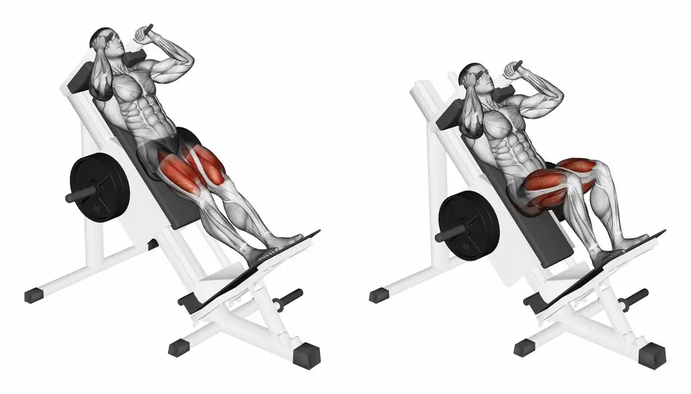 hack squats focus on your quads and glutes then to your hamstrings