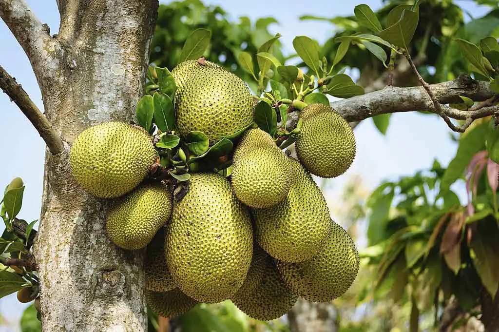 jackfruit comes from India