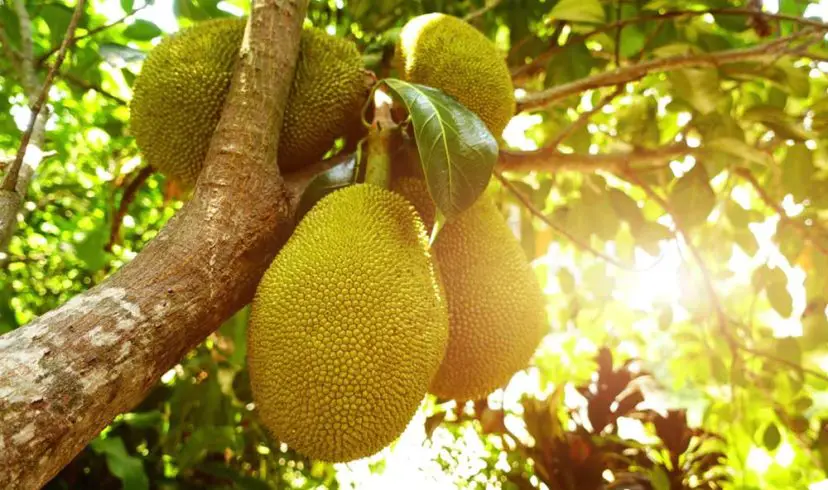 jackfruit for diabetes