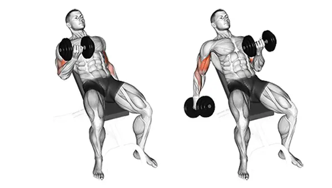 your arm is doing the incline dumbbell curl