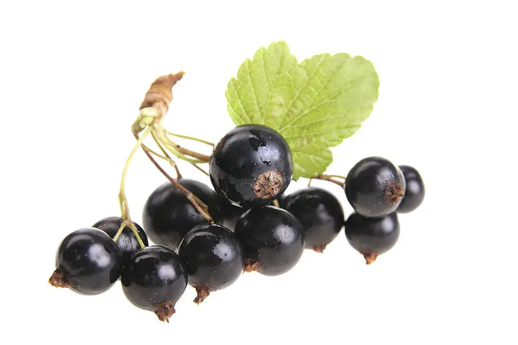 black currant is unimaginable high source of vitamin C