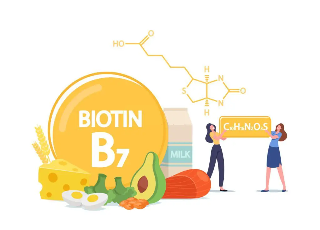 vitamin B7 or biotin is important for energy metabolism