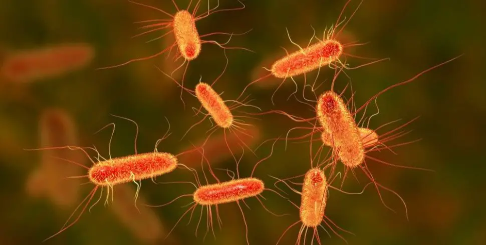 E.Coli Bacteria Infection: Simple Ways to Prevent a Deadly Complications