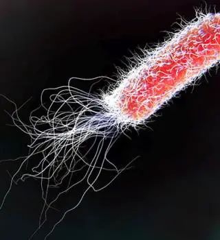 E.Coli Bacteria Infection