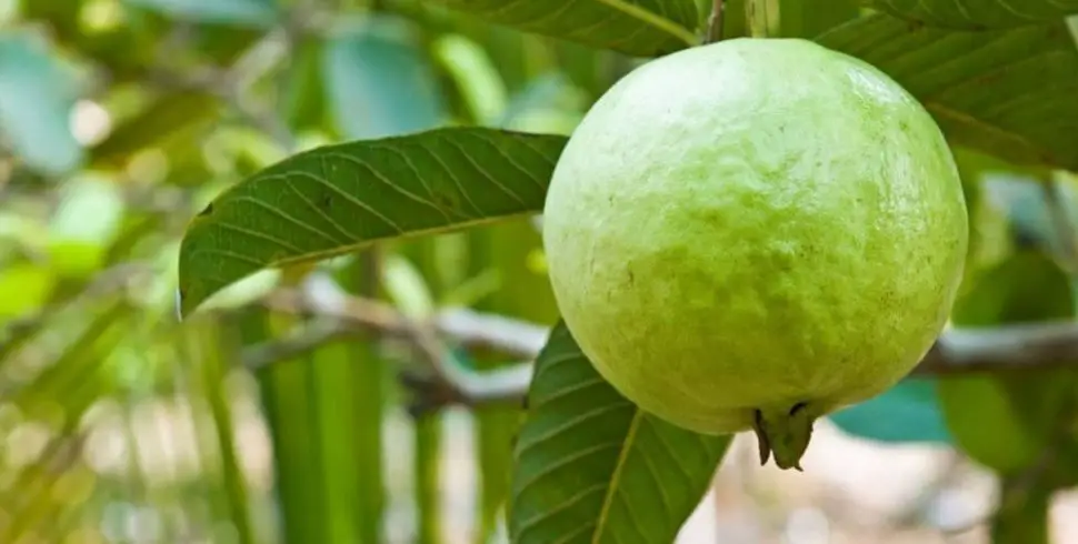 Health Benefits of Eating Guava: From Leaves to Fruits, Raw or Riped
