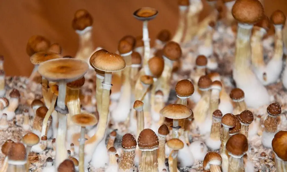 Magic-Mushrooms-Interesting-Facts-001