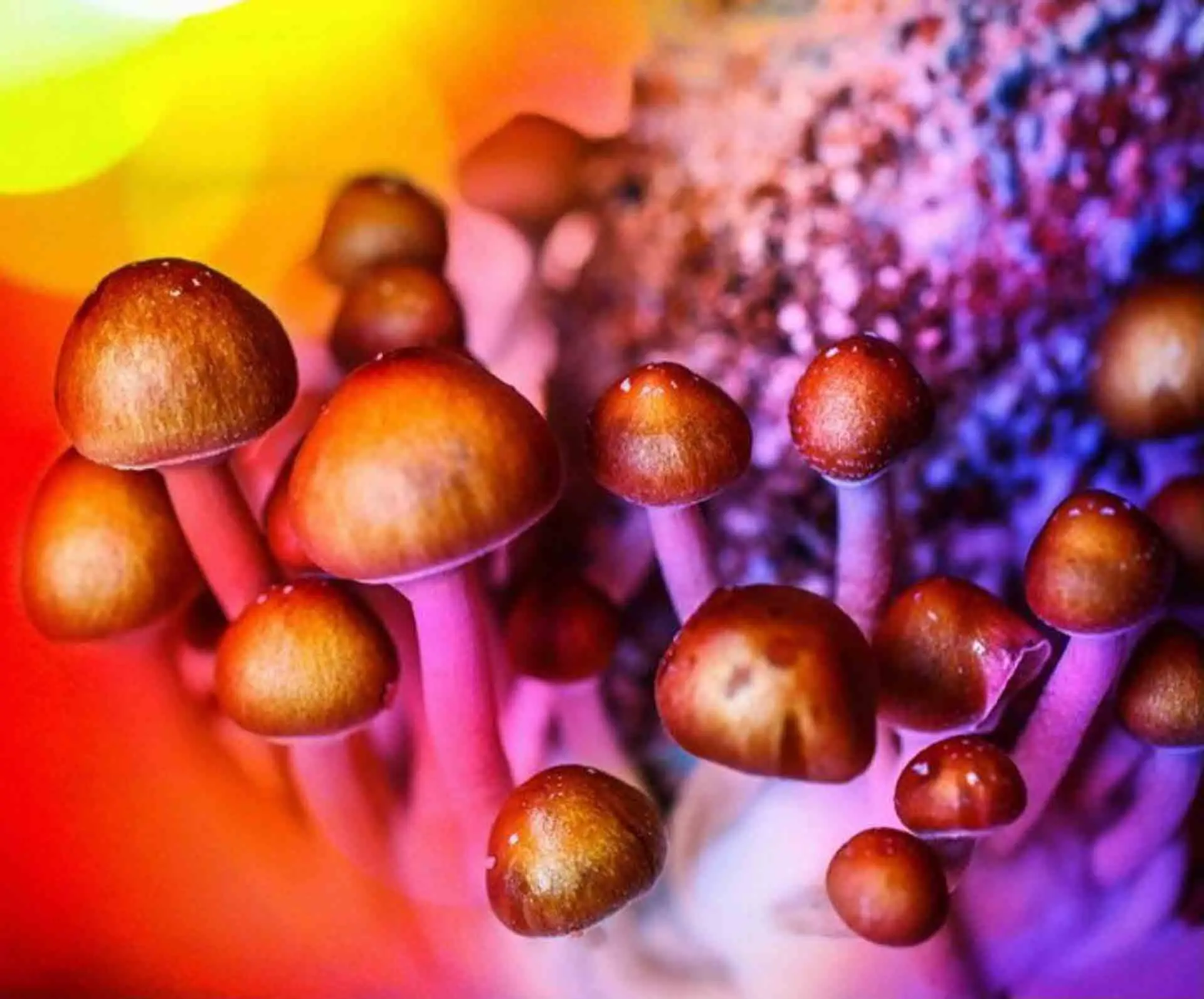 Magic-Mushrooms-Interesting-Facts-03