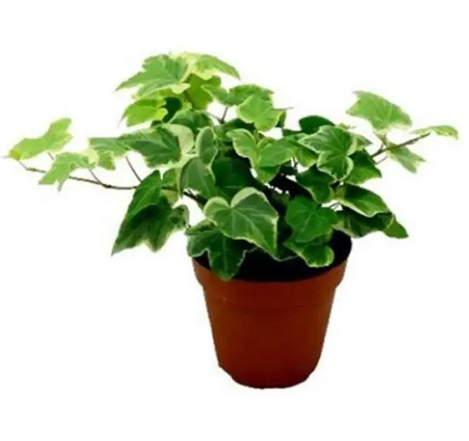 Houseplants English Ivy