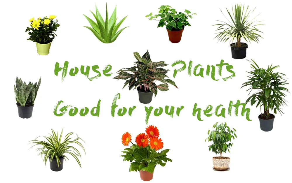 house-plants-health9