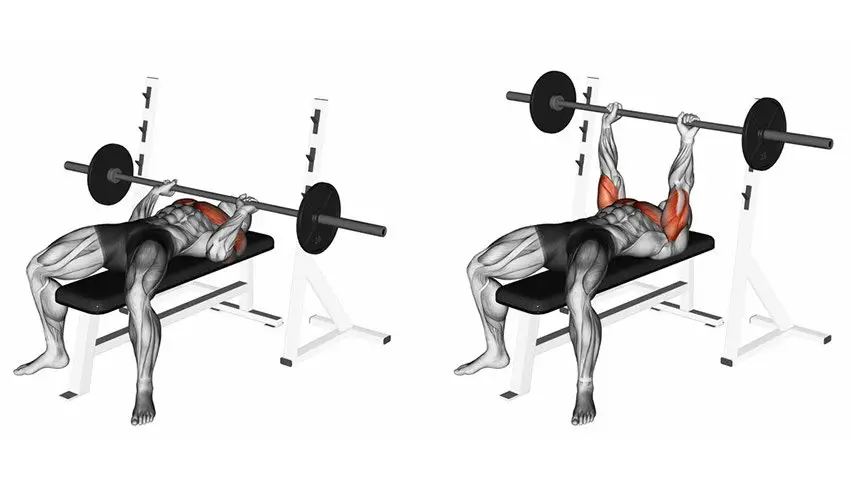 full body barbell workout Bench Press