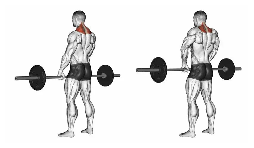 full body barbell workout The Barbell Shrug